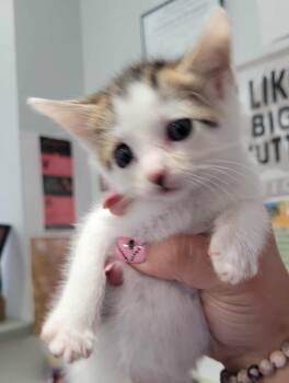 Rescue Domestic Short Hair Cats for Adoption in Republic, Missouri - Calliope | PetCurious