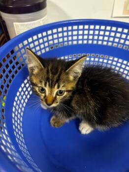 Falco -  American Shorthair Cat for Adoption in Rockport, Texas - Falco | PetCurious