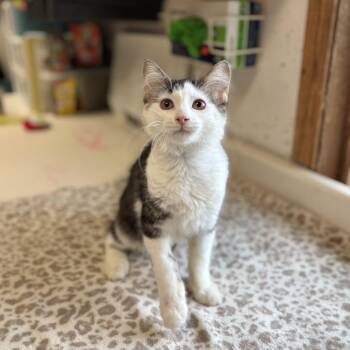 Scuttle -  Domestic Medium Hair Cat for Adoption in Fargo, North Dakota - Scuttle | PetCurious