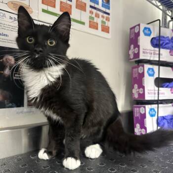 Rifana -  Domestic Long Hair Cat for Adoption in League City, Texas - Rifana | PetCurious