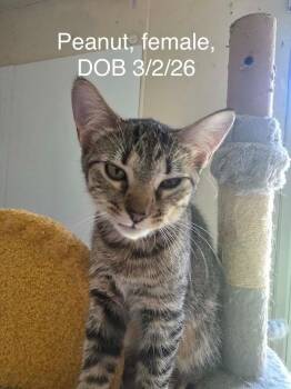 Peanut -  Domestic Short Hair Cat for Adoption in Glenfield, New York - Peanut | PetCurious