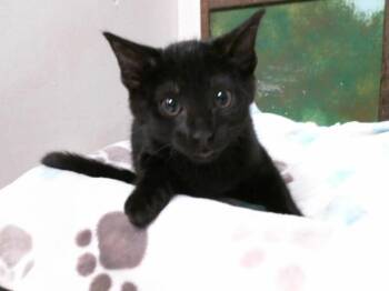 Domestic Short Hair Cats Available for Adoption in Houston, Texas - DEBBIE | PetCurious