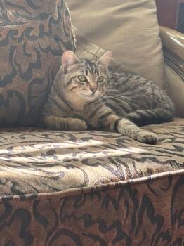 Domestic Short Hair Cats Available for Adoption in San Jose, California - Pillow (Courtesy Post) | PetCurious