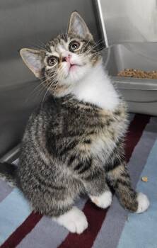 Tabby and Domestic Short Hair Cats Available for Adoption in Cuyahoga Falls, Ohio - Kitten Bolo | PetCurious