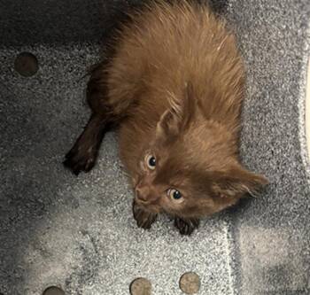 BUBBLES -  Domestic Short Hair Cat for Adoption in Dallas, Texas - BUBBLES | PetCurious