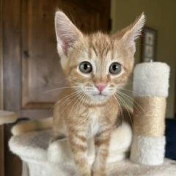 Queso -  Domestic Short Hair Cat for Adoption in Prescott, Arizona - Queso | PetCurious