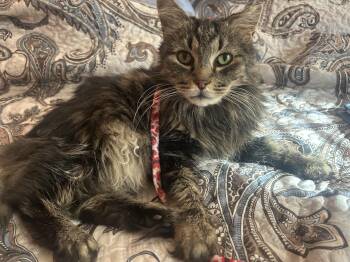 Rescue Domestic Long Hair Cats for Adoption in Philadelphia, Pennsylvania - Keanu | PetCurious