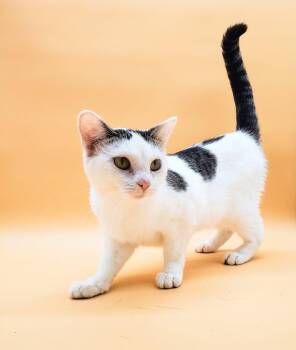 Rescue Domestic Short Hair Cats for Adoption in Springfield, Missouri - Live | PetCurious