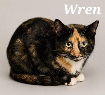Wren -  Tortoiseshell and Calico Cat for Adoption in Monroeville, Pennsylvania - Wren | PetCurious