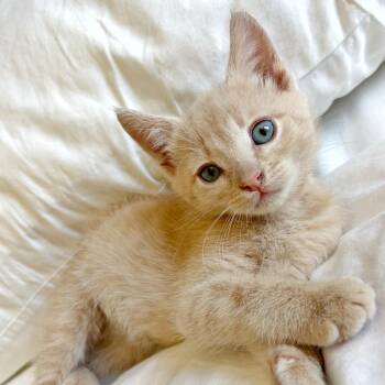 Cooper -  Domestic Short Hair Cat for Adoption in Las Vegas, Nevada - Cooper | PetCurious