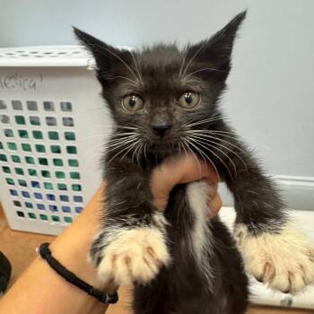 Jenna O -  Domestic Short Hair Cat for Adoption in Port Charlotte, Florida - Jenna O | PetCurious