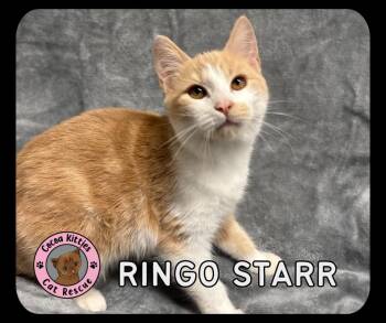 Domestic Short Hair Cats Available for Adoption - Ringo Starr | PetCurious
