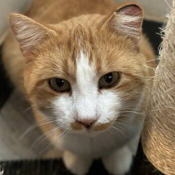 Moose -  Domestic Short Hair Cat for Adoption in Brighton, Missouri - Moose | PetCurious