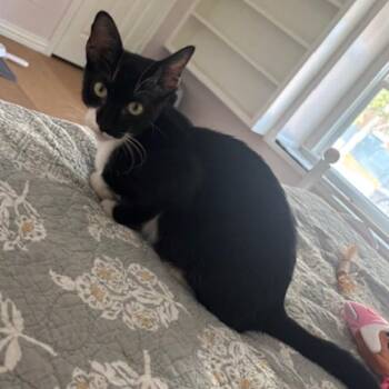Rogelio -  Domestic Short Hair Cat for Adoption in Lewisville, Texas - Rogelio | PetCurious