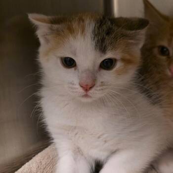 Sassy -  Domestic Short Hair Cat for Adoption in Council Bluffs, Iowa - Sassy | PetCurious
