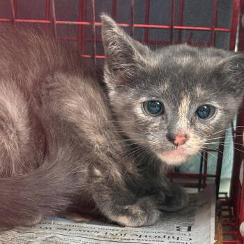 Piper -  Domestic Short Hair Cat for Adoption in Los Angeles, California - Piper | PetCurious