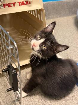 Pounce -  Domestic Medium Hair Cat for Adoption in Fort Collins, Colorado - Pounce | PetCurious