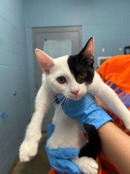 Jack Sparrow -  Domestic Short Hair Cat for Adoption in Evansville, Indiana - Jack Sparrow | PetCurious