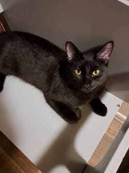 Sammy -  Domestic Short Hair Cat for Adoption in Glendale, Arizona - Sammy | PetCurious