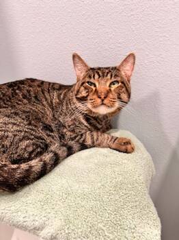 Rescue Tabby Cats for Adoption in Magnolia, Texas - Spice | PetCurious