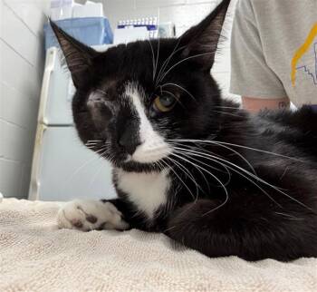 Domestic Short Hair Cats Available for Adoption in Peoria, Illinois - OLIVE OIL | PetCurious