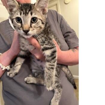 Rescue Domestic Short Hair Cats for Adoption in Baytown, Texas - Bo | PetCurious