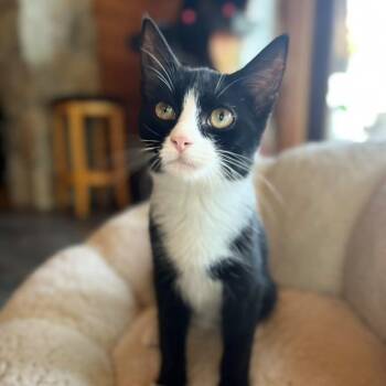 Sir Theodore -  Domestic Short Hair Cat for Adoption in Winchester, Virginia - Sir Theodore | PetCurious