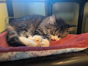 Rescue Domestic Medium Hair Cats for Adoption in Rice Lake, Wisconsin - Mora | PetCurious