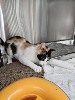 Ivy -  Domestic Short Hair Cat for Adoption in Pleasanton, California - Ivy | PetCurious