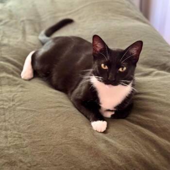 Domestic Short Hair Cats Available for Adoption in Long Beach, California - TOTO | PetCurious