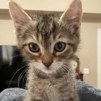 Poco -  Domestic Short Hair Cat for Adoption in Bentonville, Arkansas - Poco | PetCurious