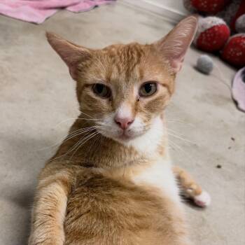 Rescue Domestic Short Hair Cats for Adoption in Chicago, Illinois - Doctor Shrimp | PetCurious