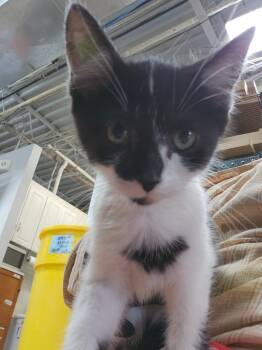 Rescue Domestic Short Hair Cats for Adoption in Cincinnati, Ohio - Six | PetCurious