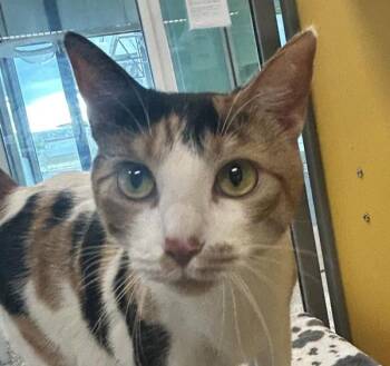 Domestic Short Hair Cats Available for Adoption - Athena | PetCurious