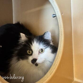 Domestic Long Hair Cats Available for Adoption - KeeKee | PetCurious