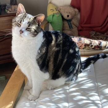 Rescue Domestic Short Hair Cats for Adoption in Wantagh, New York - Mitatsu | PetCurious