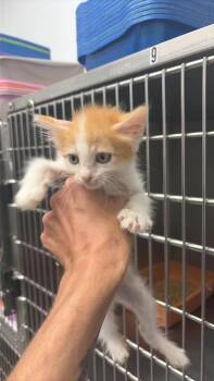 Dolce -  Domestic Short Hair Cat for Adoption in Republic, Missouri - Dolce | PetCurious