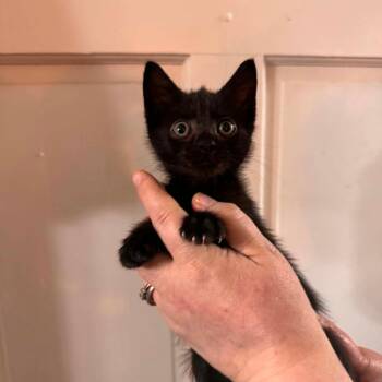 Rickon -  Domestic Short Hair Cat for Adoption in Lufkin, Texas - Rickon | PetCurious