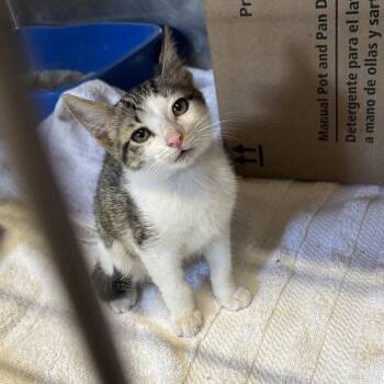 Jim -  Domestic Short Hair Cat for Adoption in Starkville, Mississippi - Jim | PetCurious