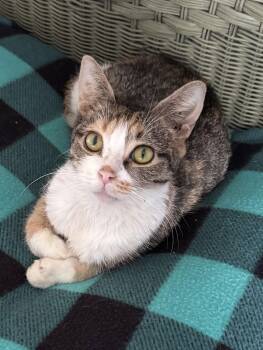 Torbie and Domestic Short Hair Cats Available for Adoption - Temperance | PetCurious