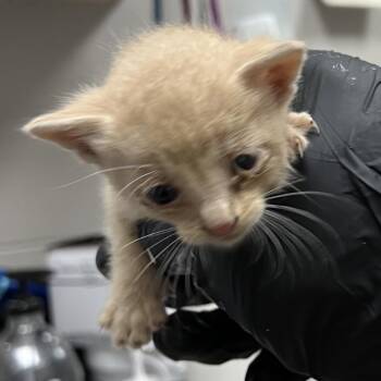 Domestic Short Hair Cats Available for Adoption in Lufkin, Texas - Papaya | PetCurious