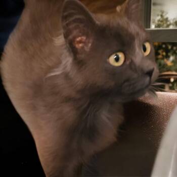 Rescue Russian Blue and Domestic Medium Hair Cats for Adoption in Stockton, California - Violet INDOOR ONLY | PetCurious