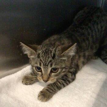 Domestic Short Hair Cats Available for Adoption - Split | PetCurious