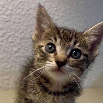 Fawn -  Domestic Short Hair Cat for Adoption in Escondido, California - Fawn | PetCurious
