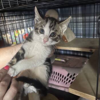 Rescue Domestic Short Hair Cats for Adoption in Suisun City, California - Jacqueline Nought | PetCurious