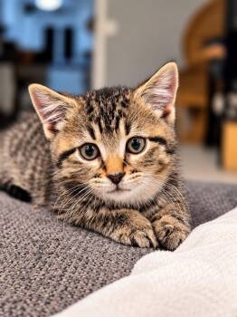 Jagger -  Domestic Short Hair Cat for Adoption in Victor, New York - Jagger | PetCurious