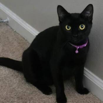 Winnifred -  Domestic Short Hair Cat for Adoption in Tampa, Florida - Winnifred | PetCurious