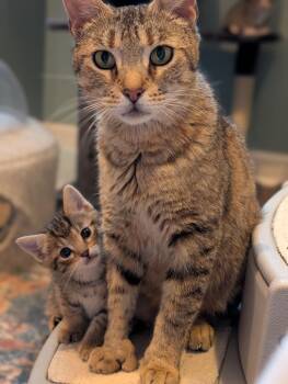 Lynx -  Tabby Cat Available for Adoption in Chicago, Illinois - Lynx | PetCurious
