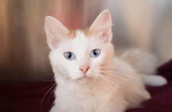 Domestic Medium Hair Cats Available for Adoption - Lady Arabella Cordelia Winterbourne | PetCurious