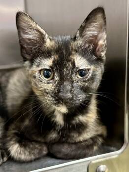 Rescue Domestic Short Hair Cats for Adoption in Wichita, Kansas - Miss Vocal | PetCurious